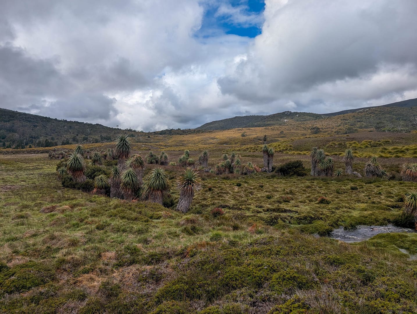 terrain near Ronny Creek, low shrubs and marsh