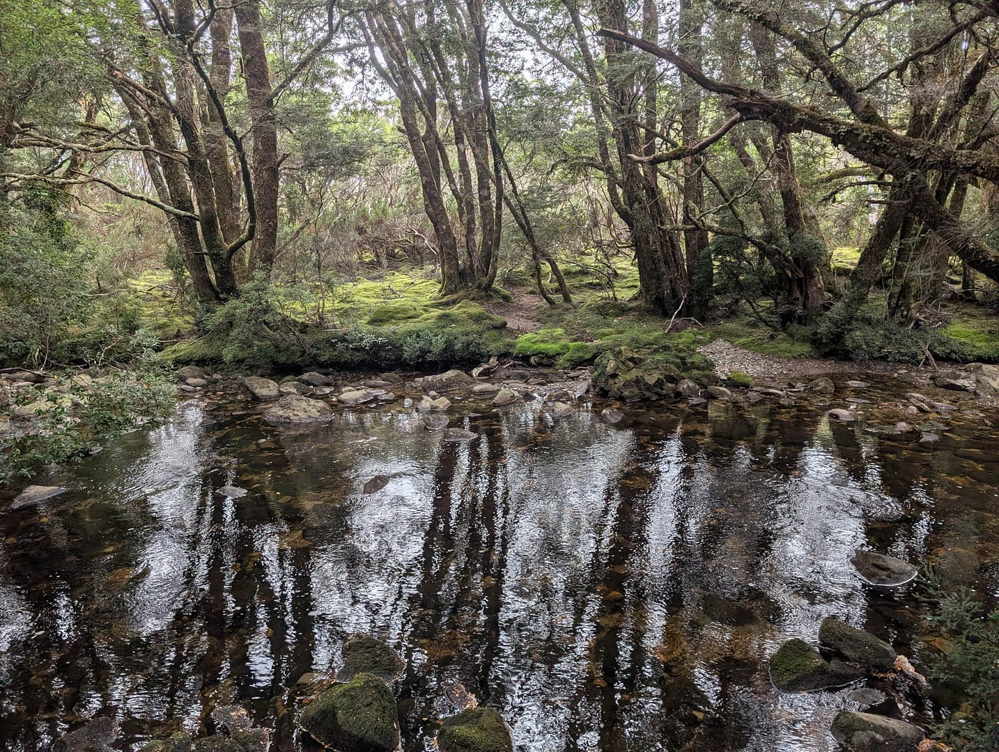 river reflecting trees