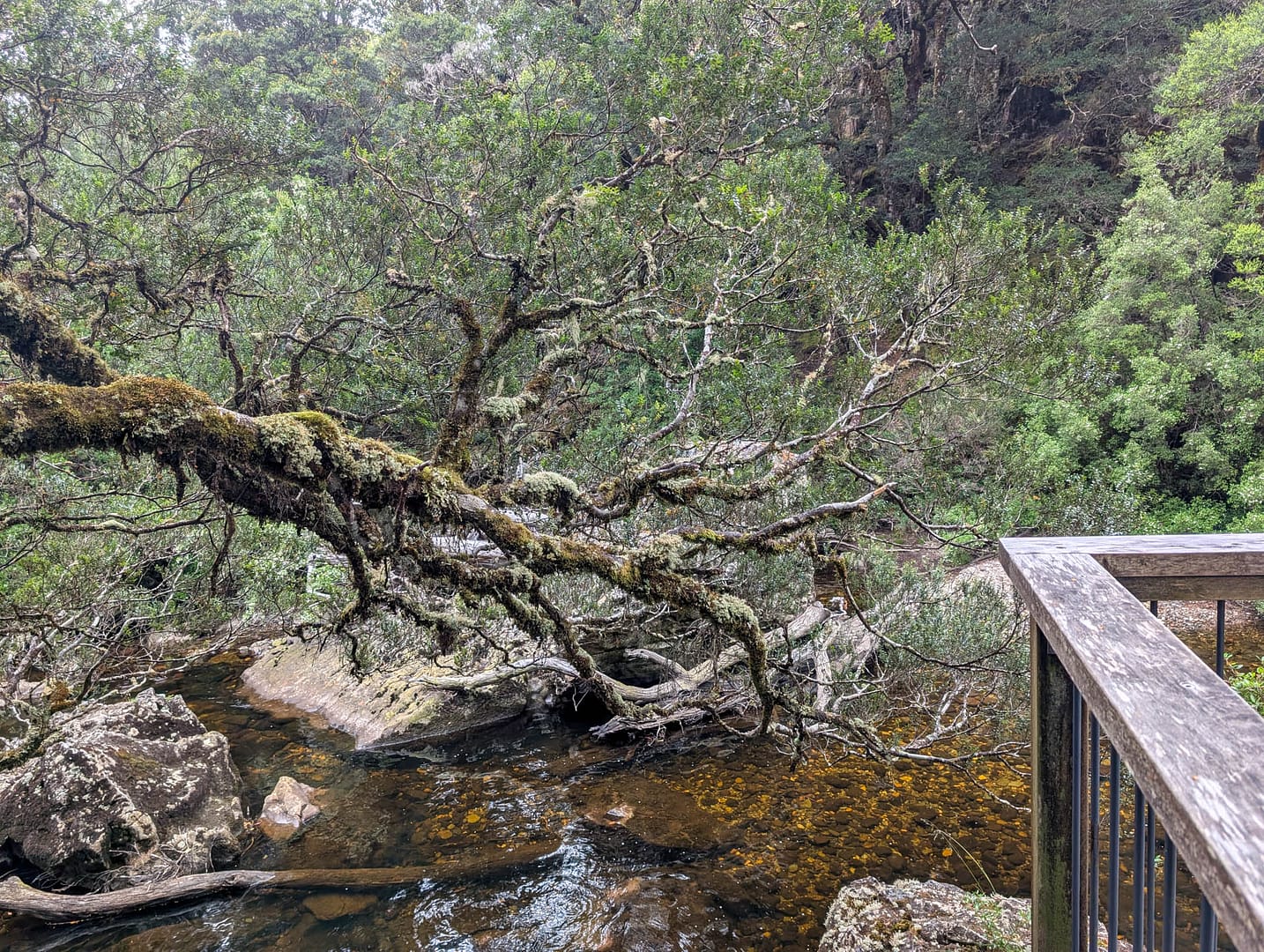 mossy branch near viewing platform