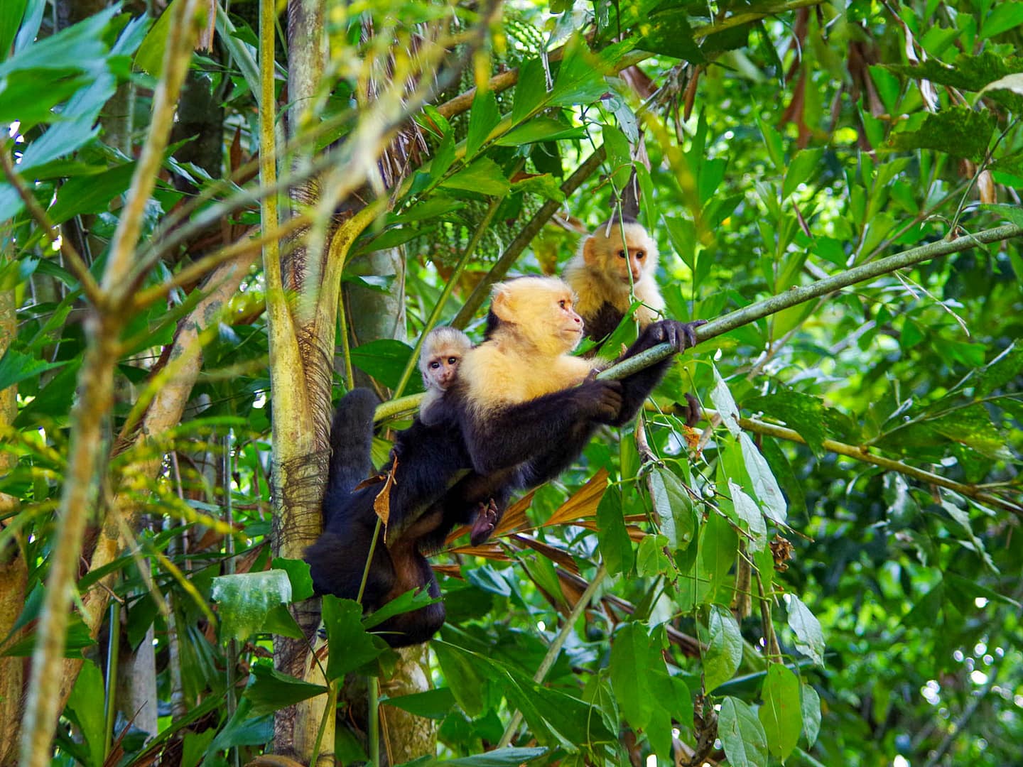 We saw monkeys at breakfast before we even got to the park capucin monkeys