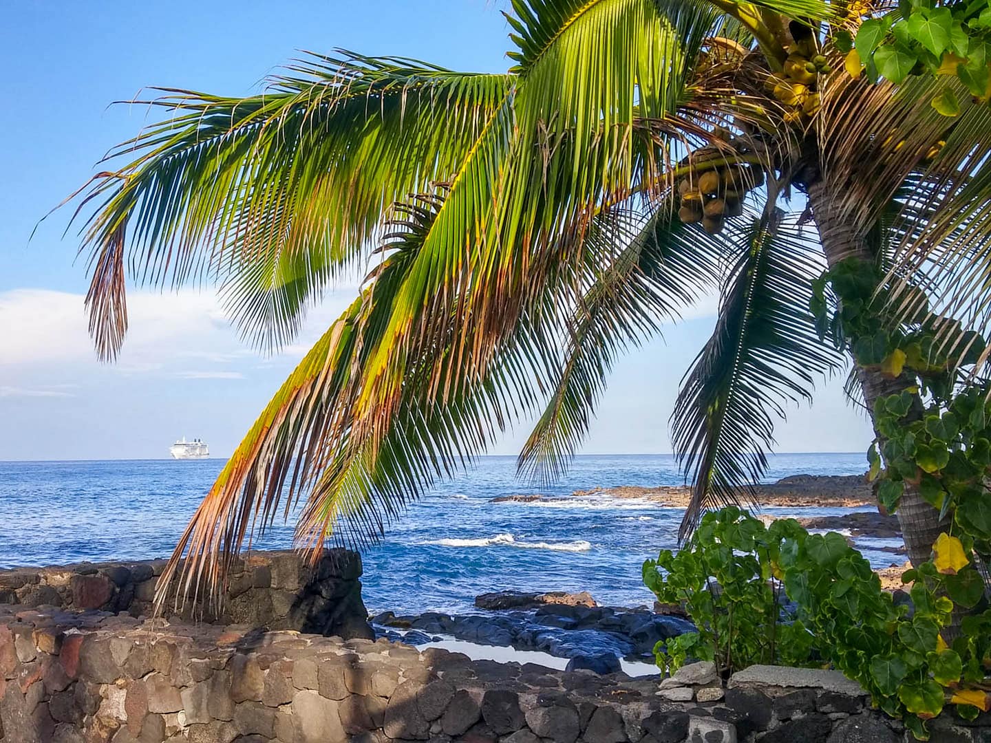 cruise ship off the coast with palm tree