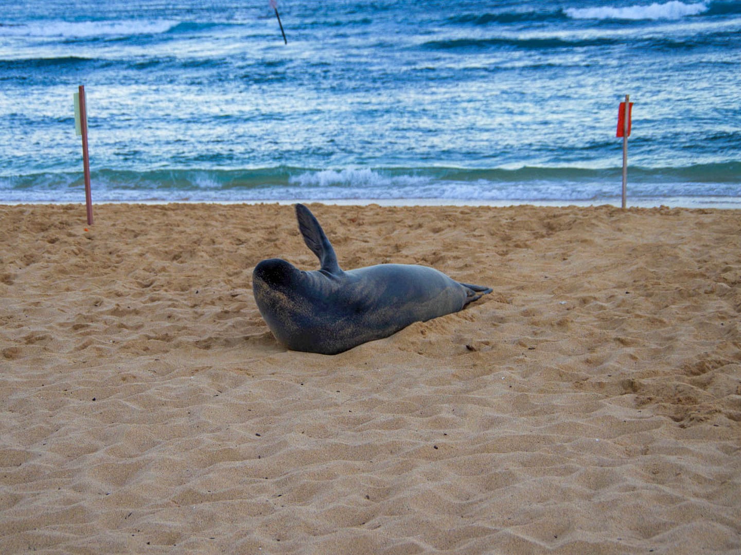 waving seal