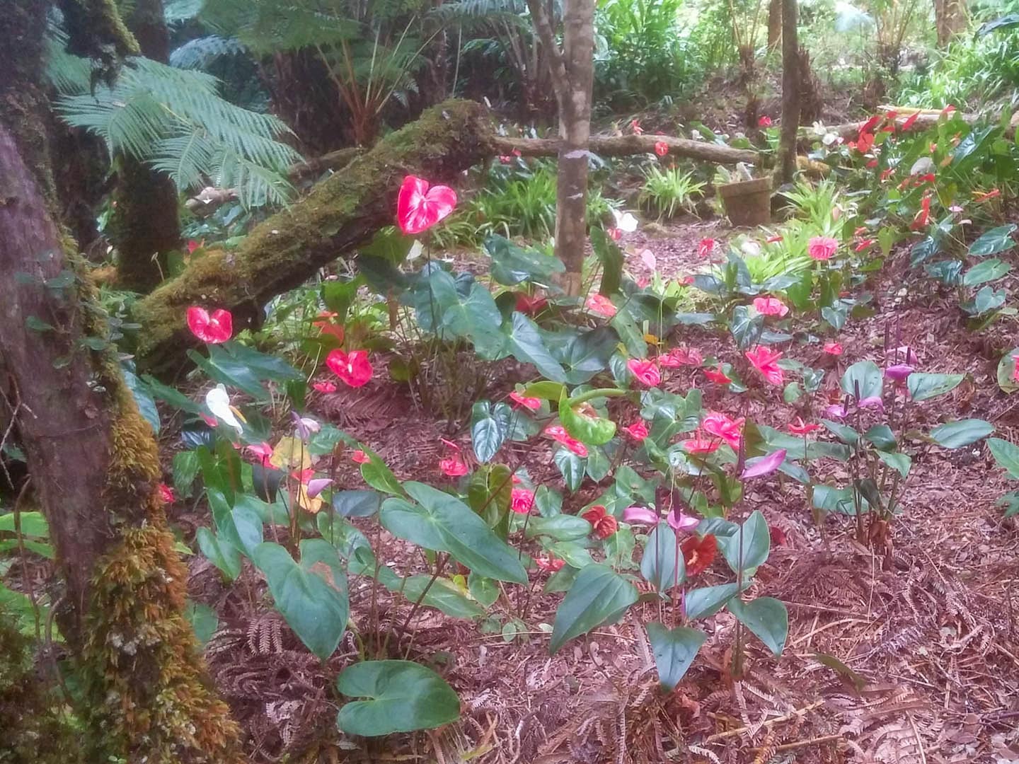red flowers in the mist