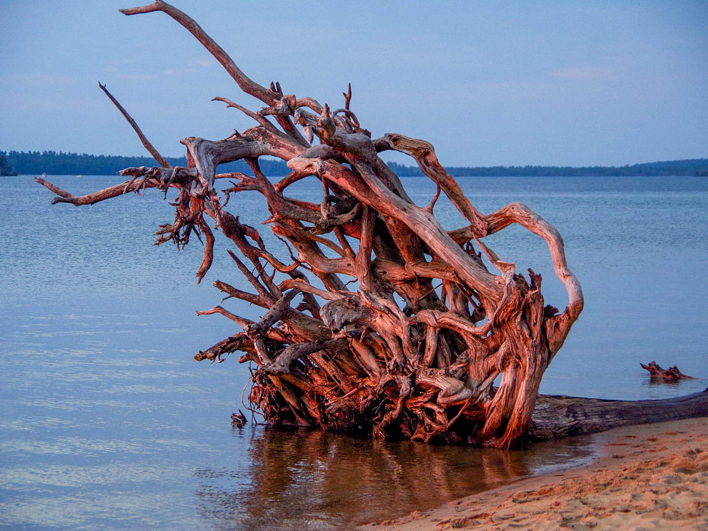 cool stump by campsite