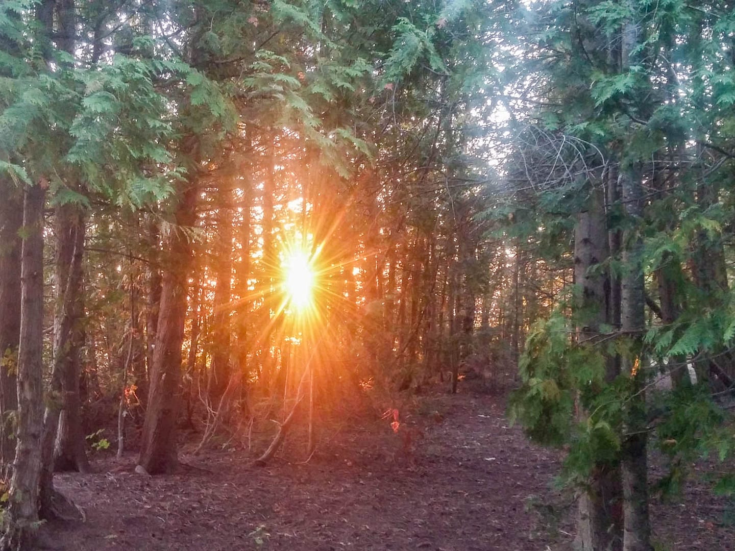 setting sun through trees