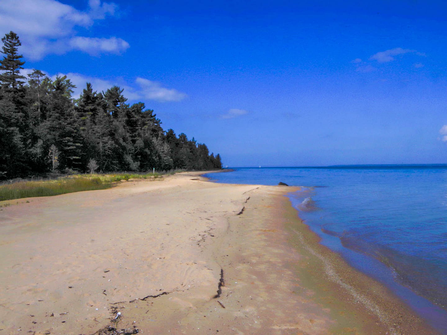 lakeshore with pines