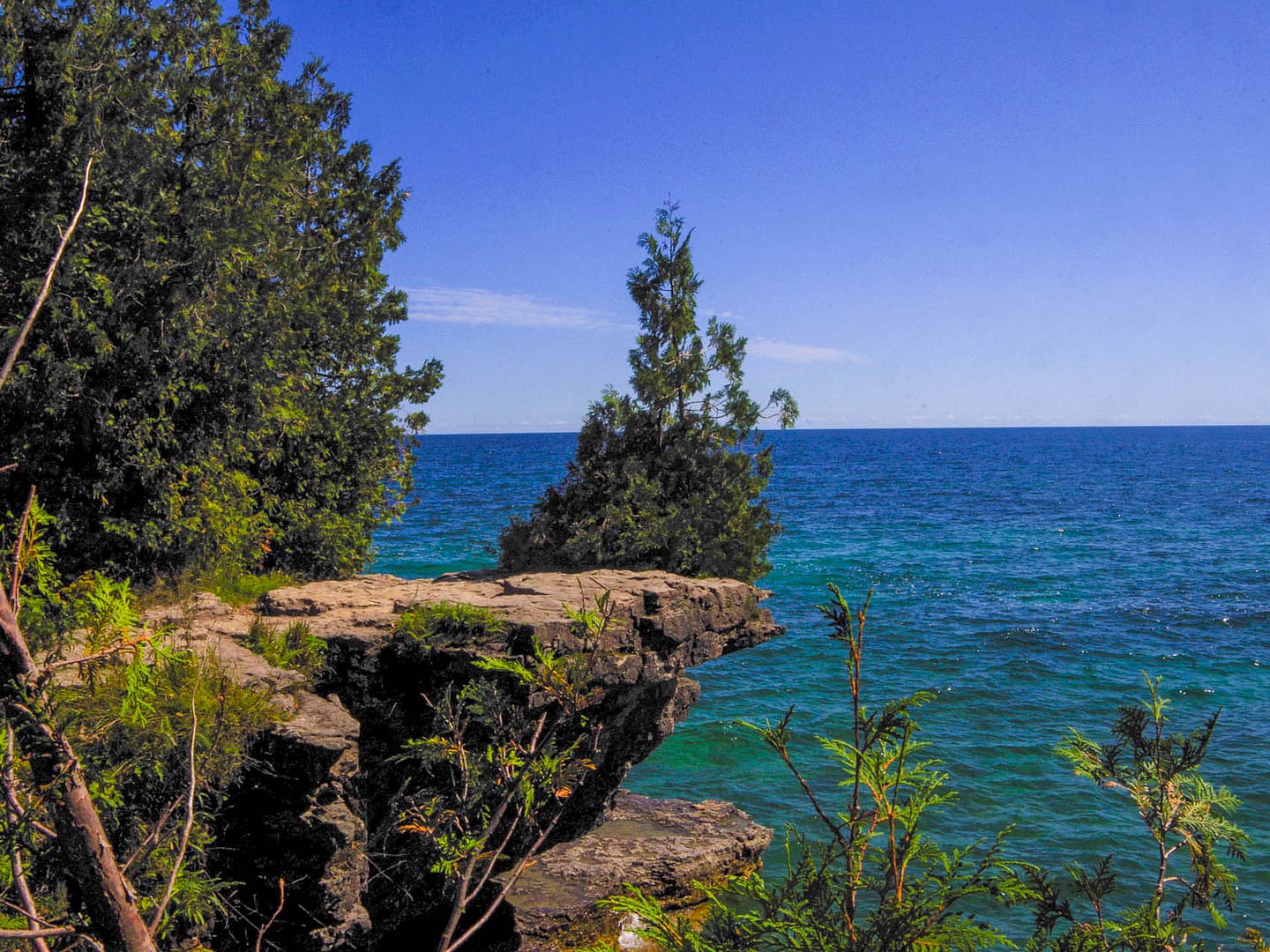 pine tree on rock