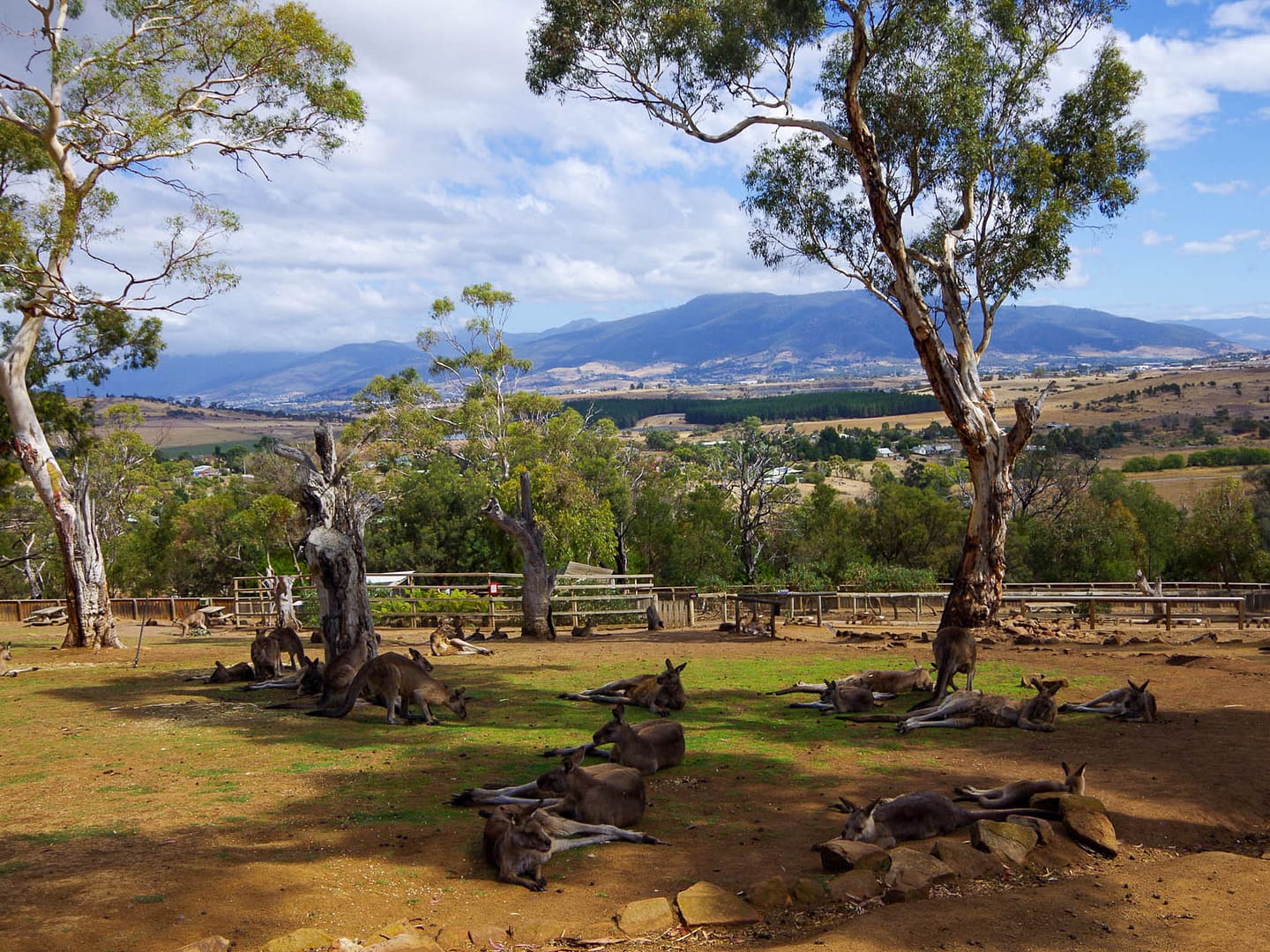 relaxed kangaroos