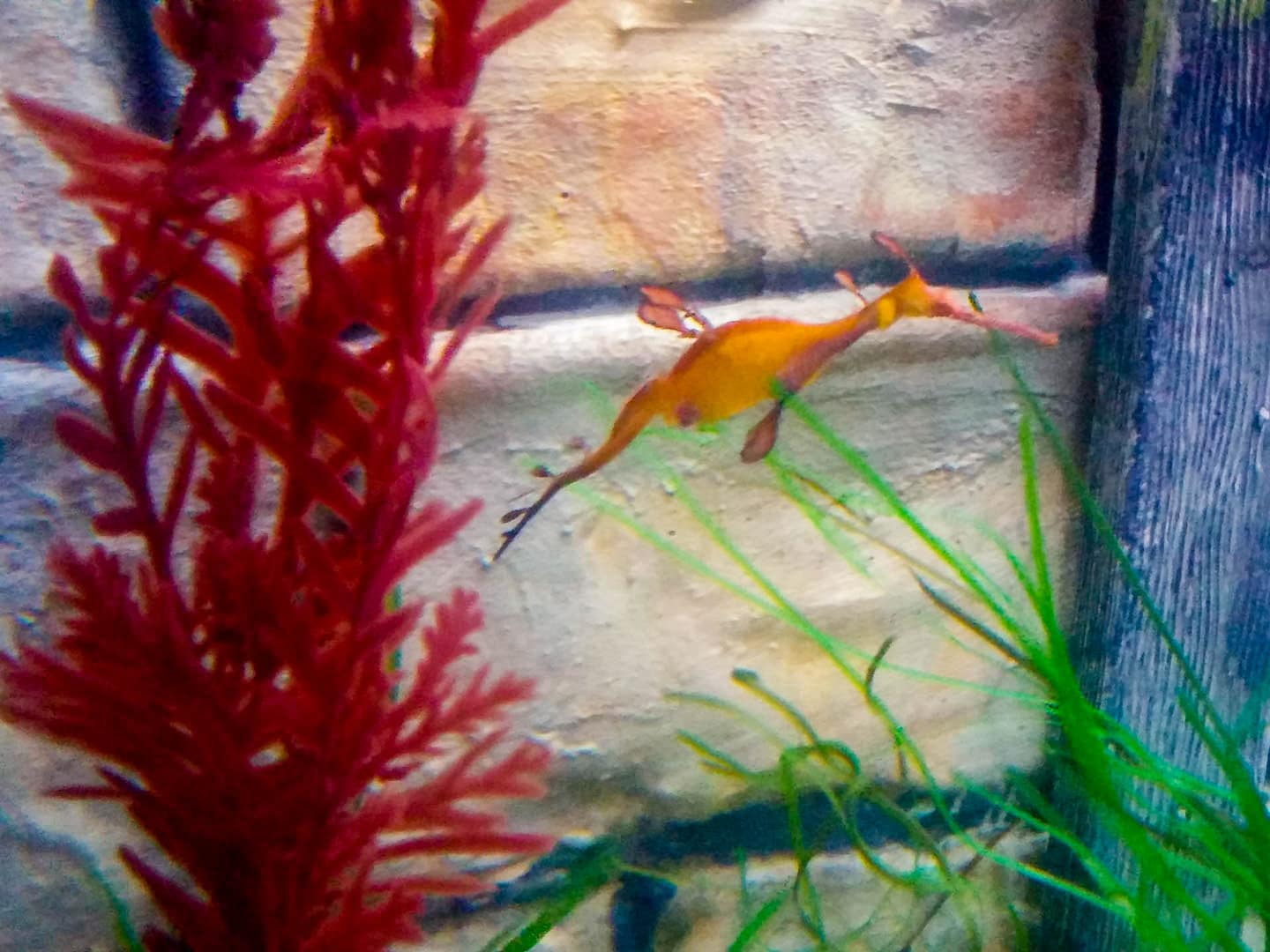 sea creature