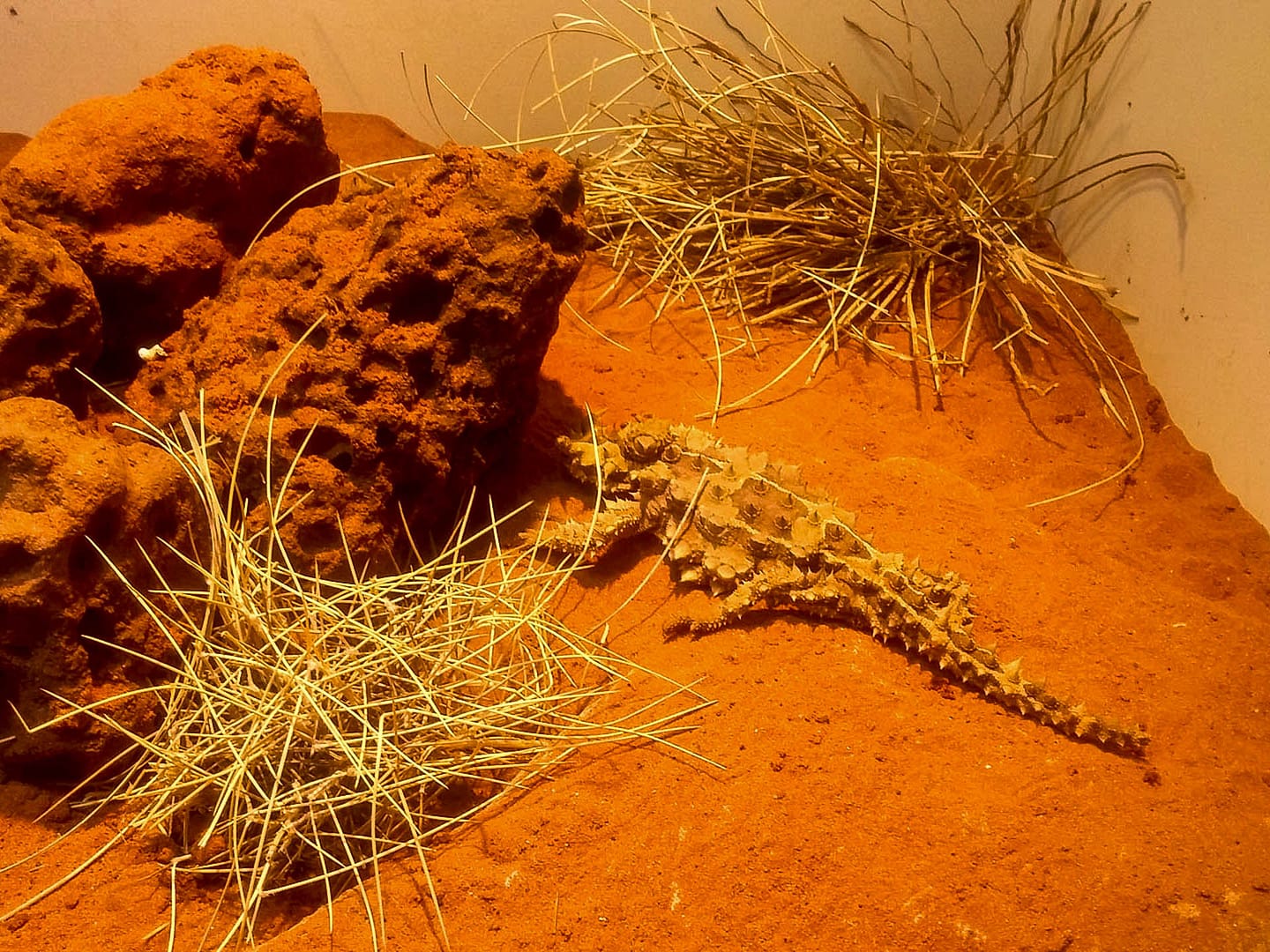 spiny lizard