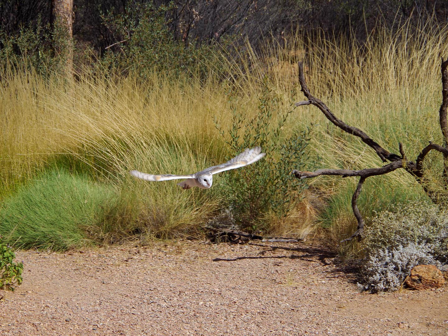swooping owl