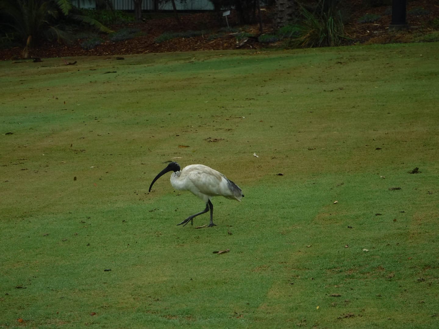 ibis