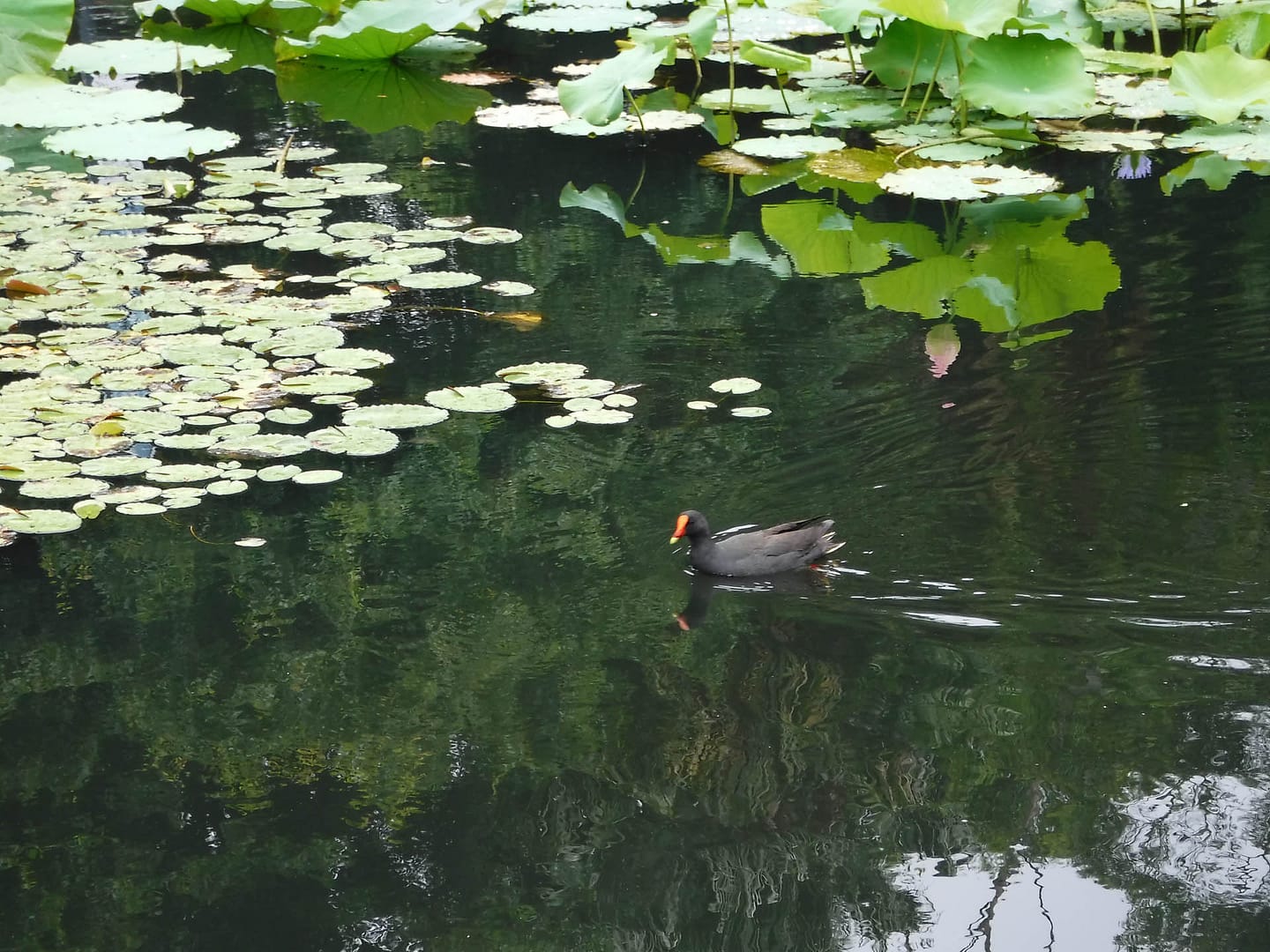 duck and lily pads