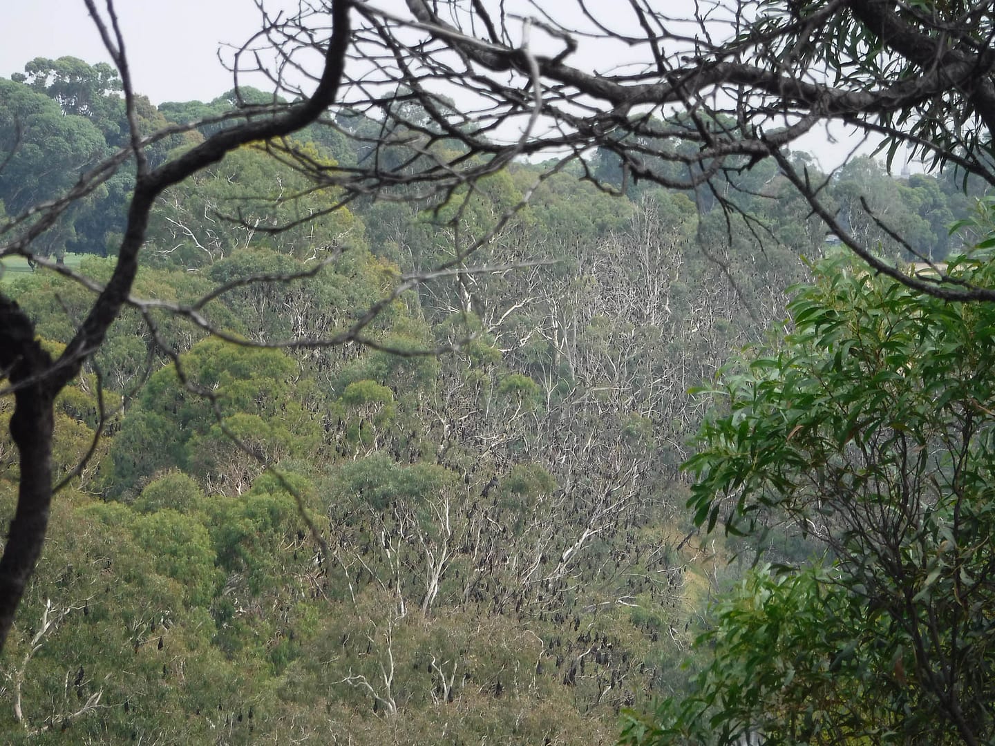 flying foxes