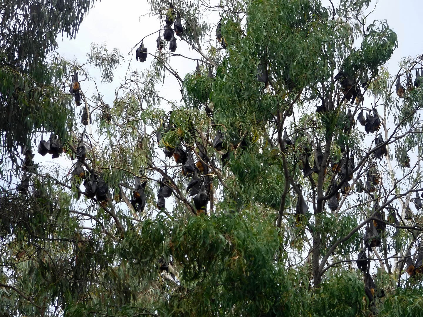 bats