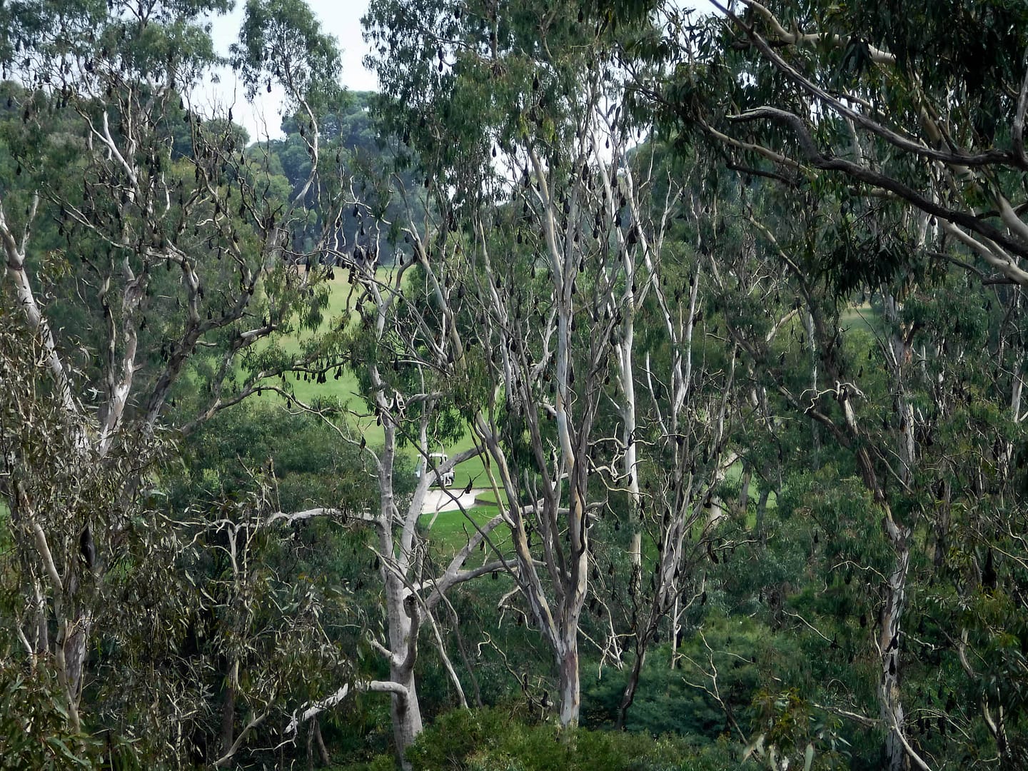 bats