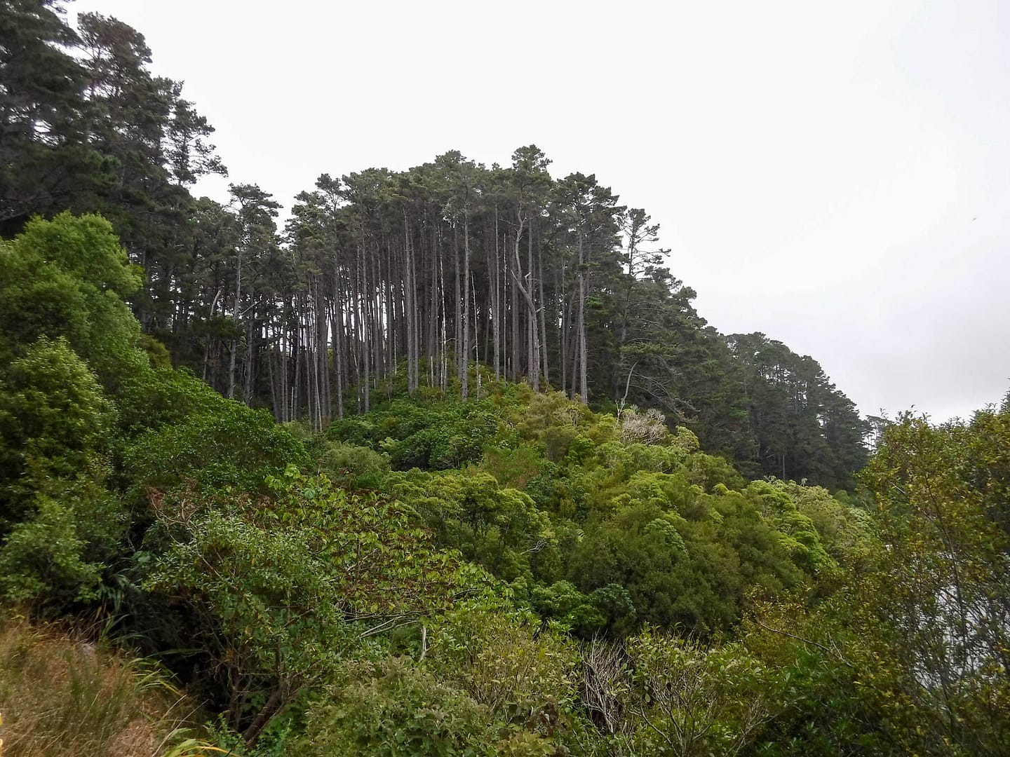 Zealandia