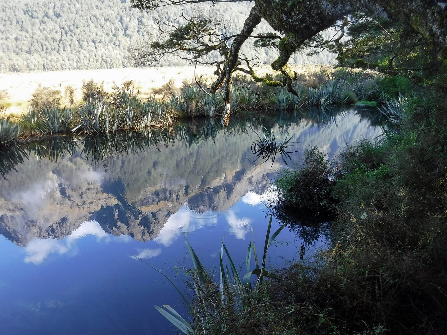 road to Milford Sound