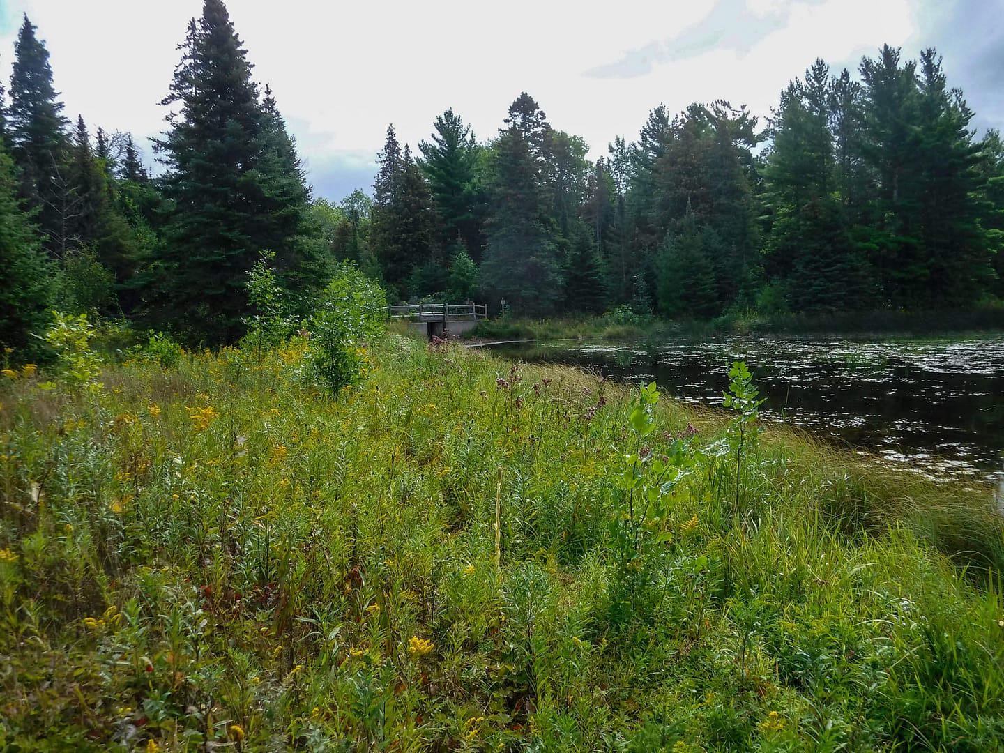 woodland pond