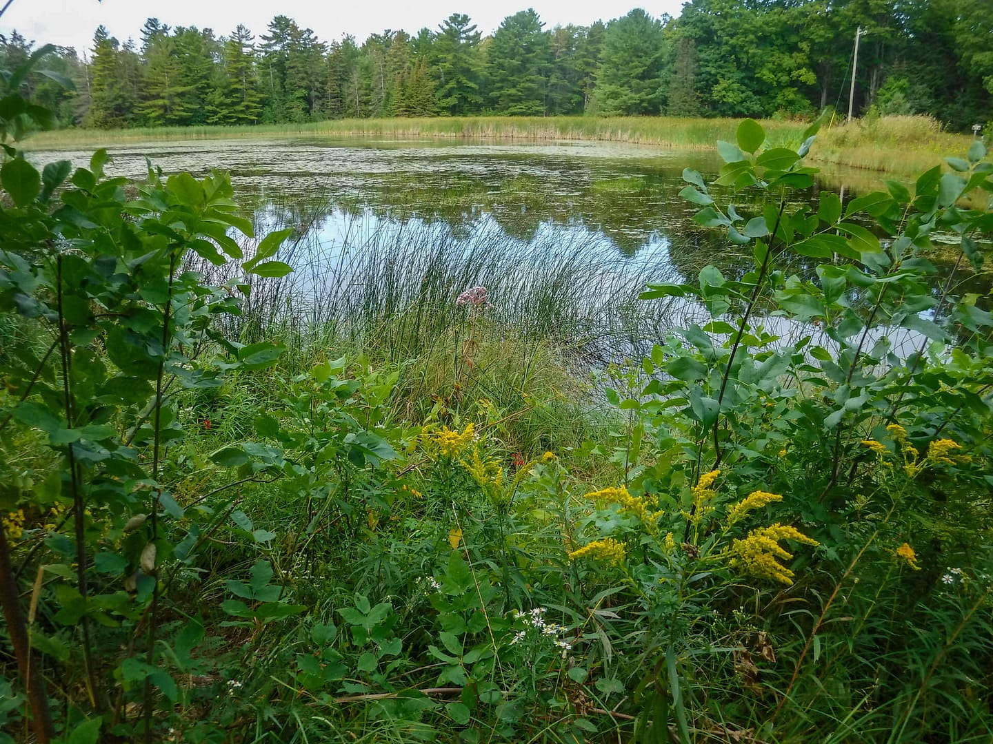 woodland pond