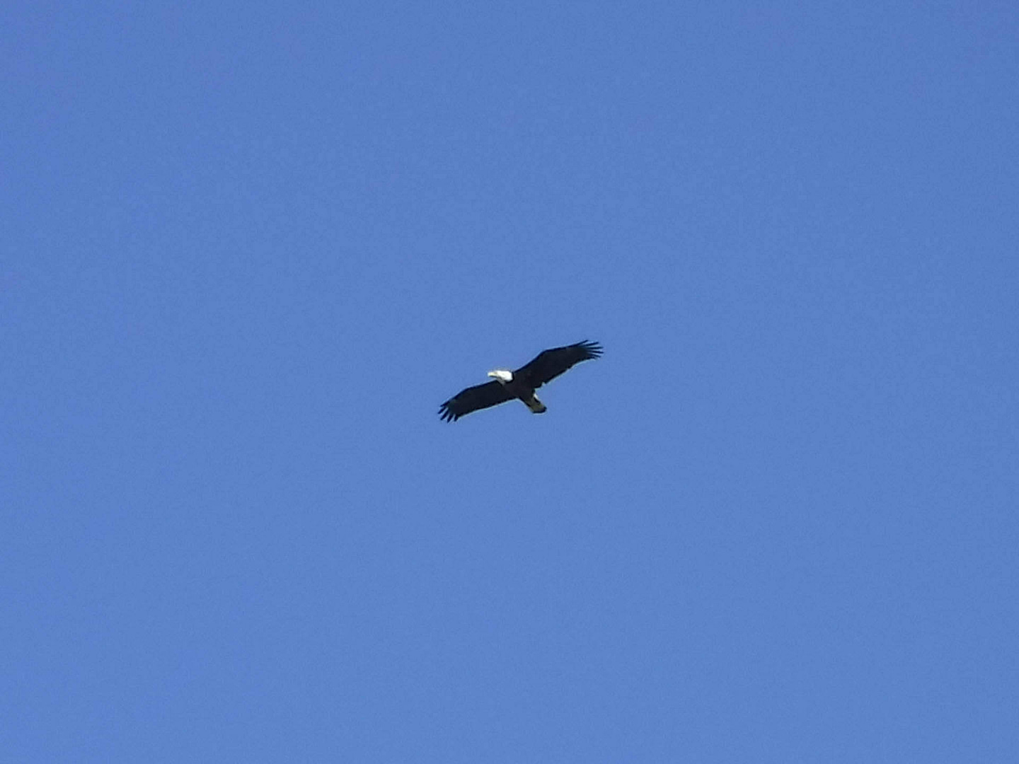 eagle close up