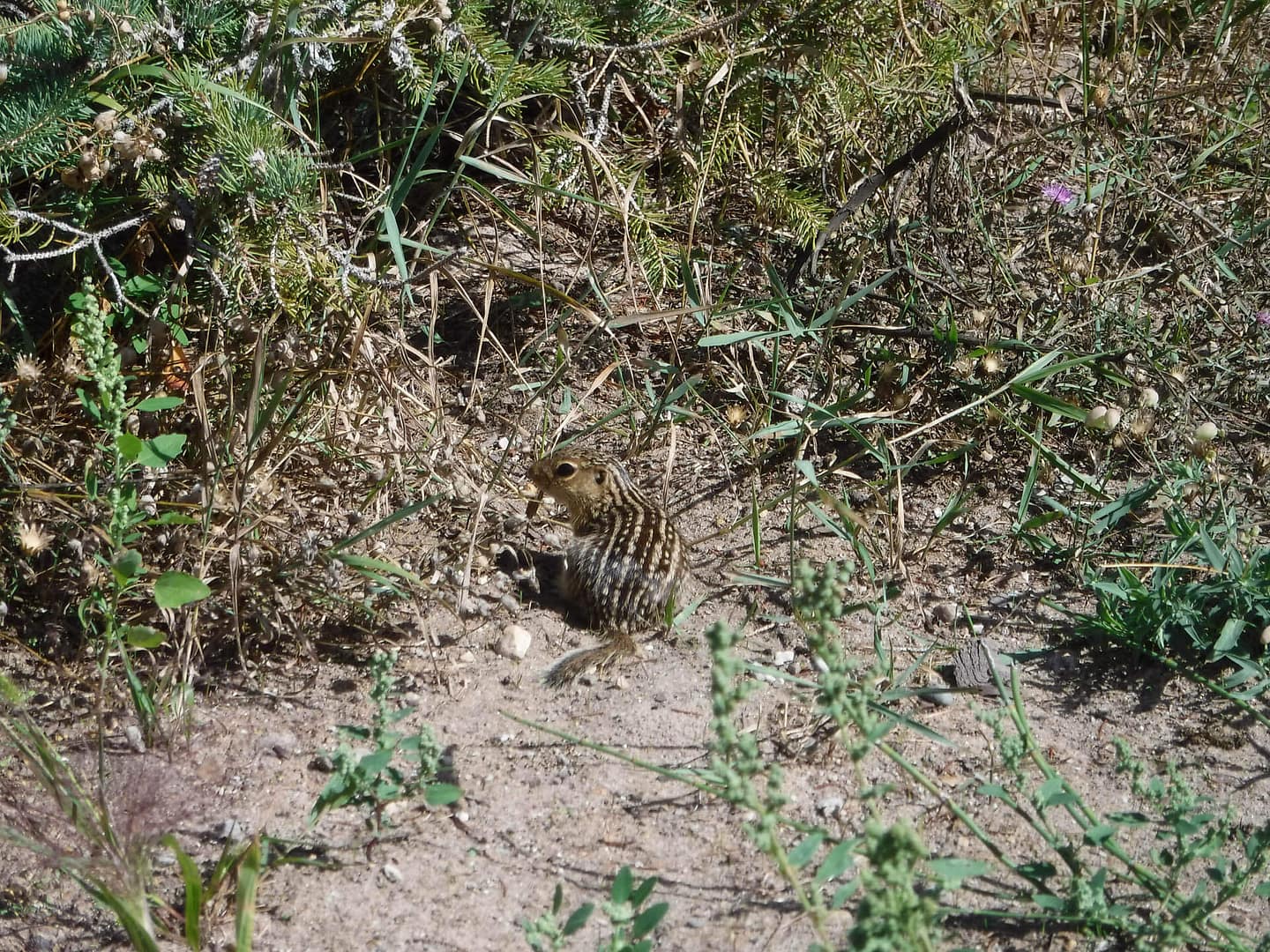gopher
