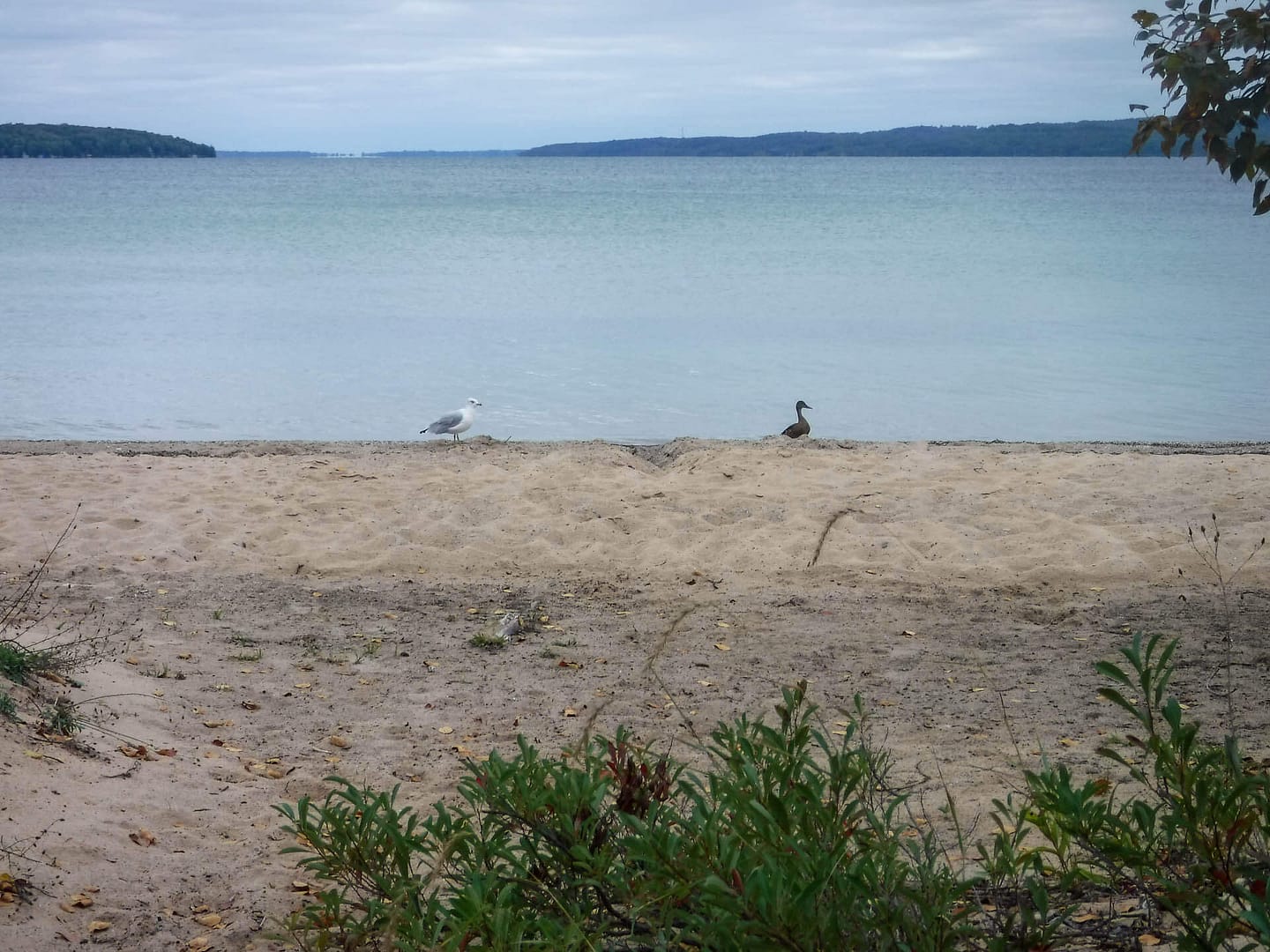 beach with birds