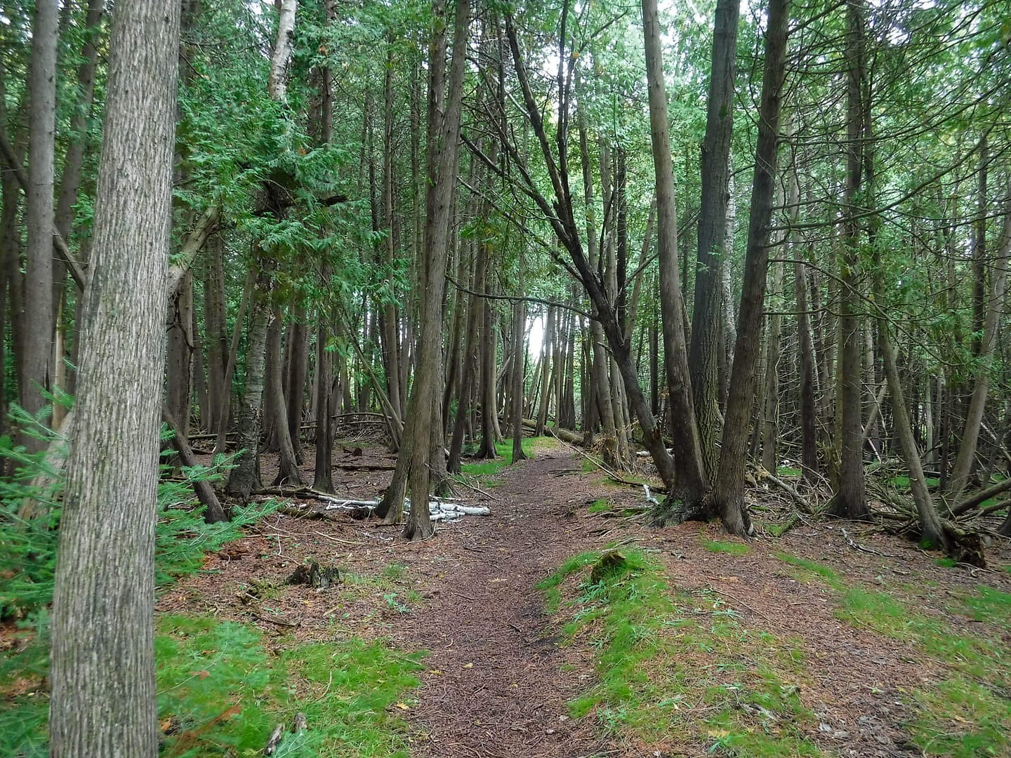 nature trail
