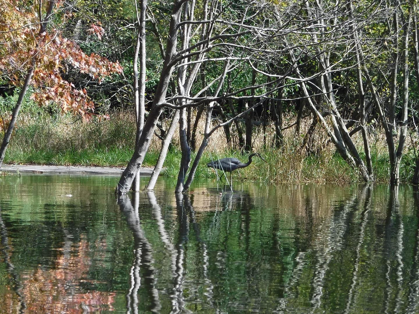 heron