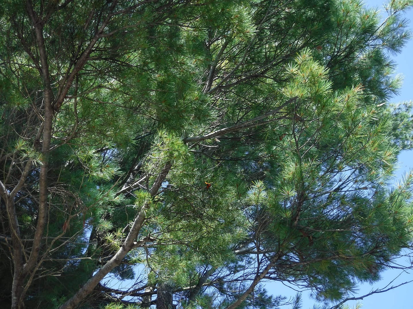 monarch butterflies
