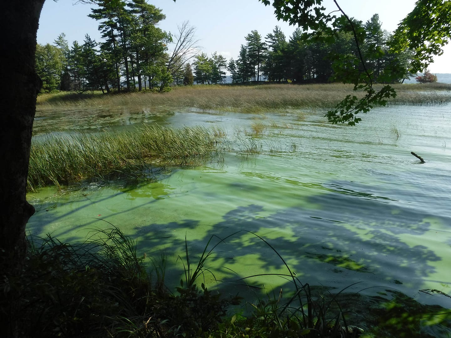 algae