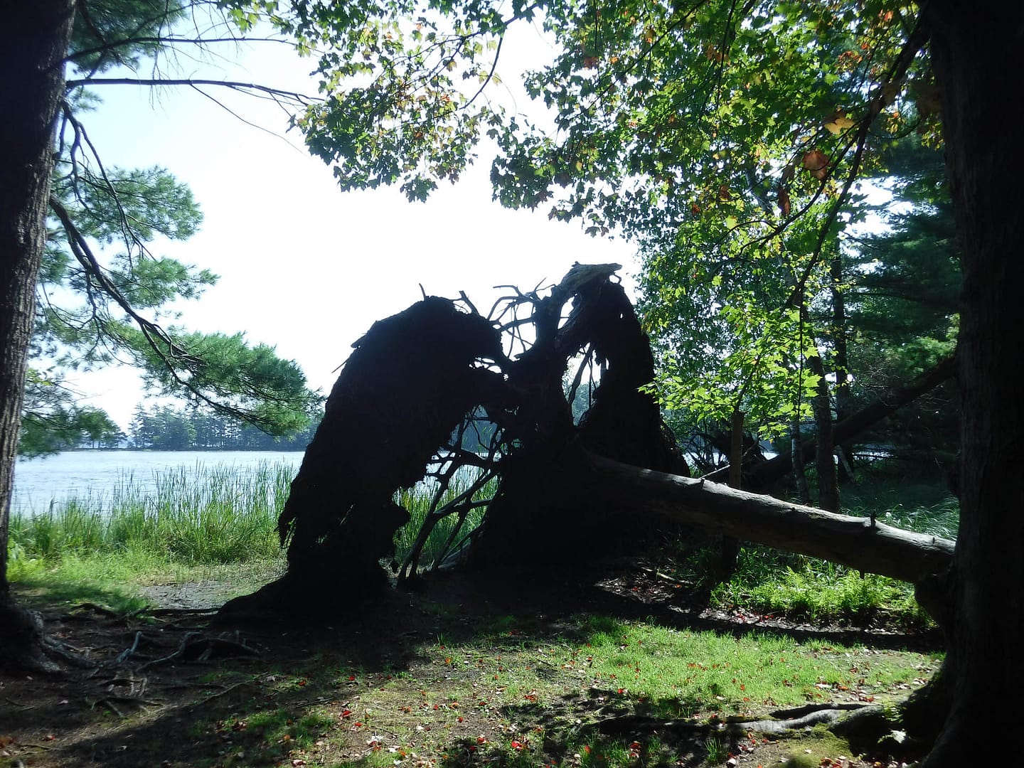 stump