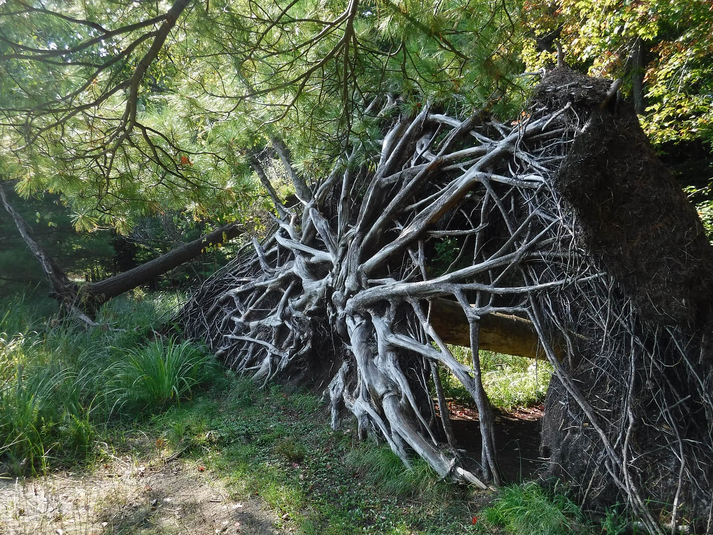 stump