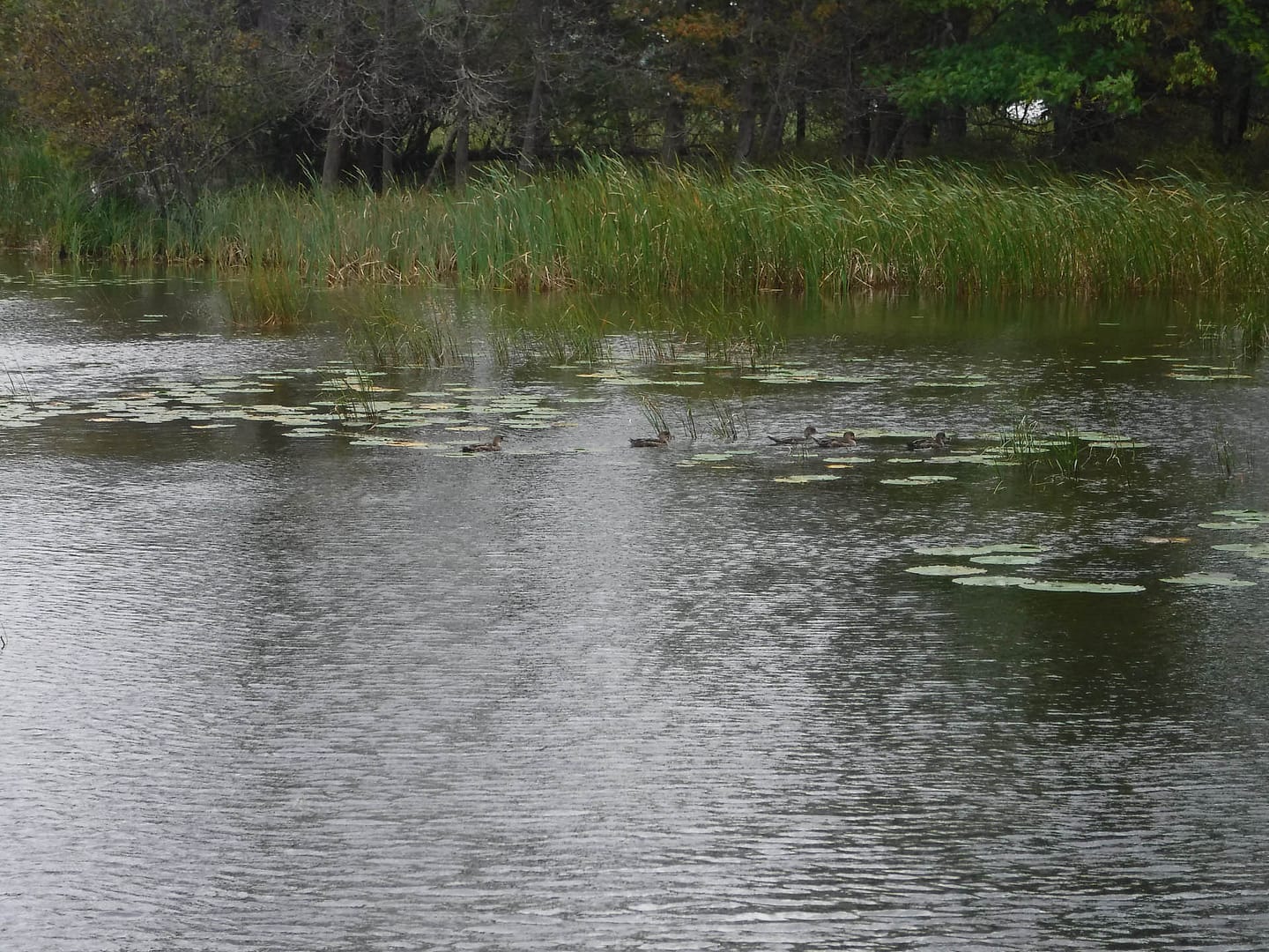 duck eating seeds