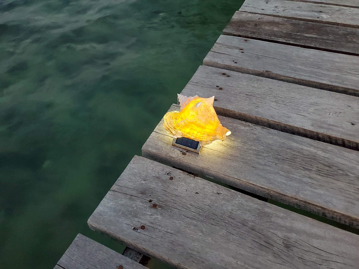 illuminated conch shell