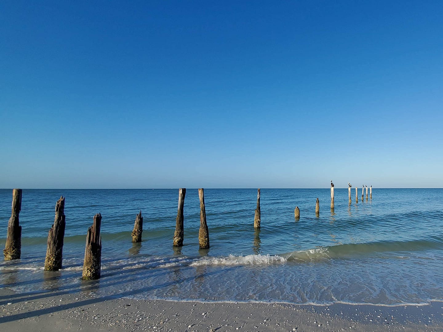 FtMyers-12 birds on posts