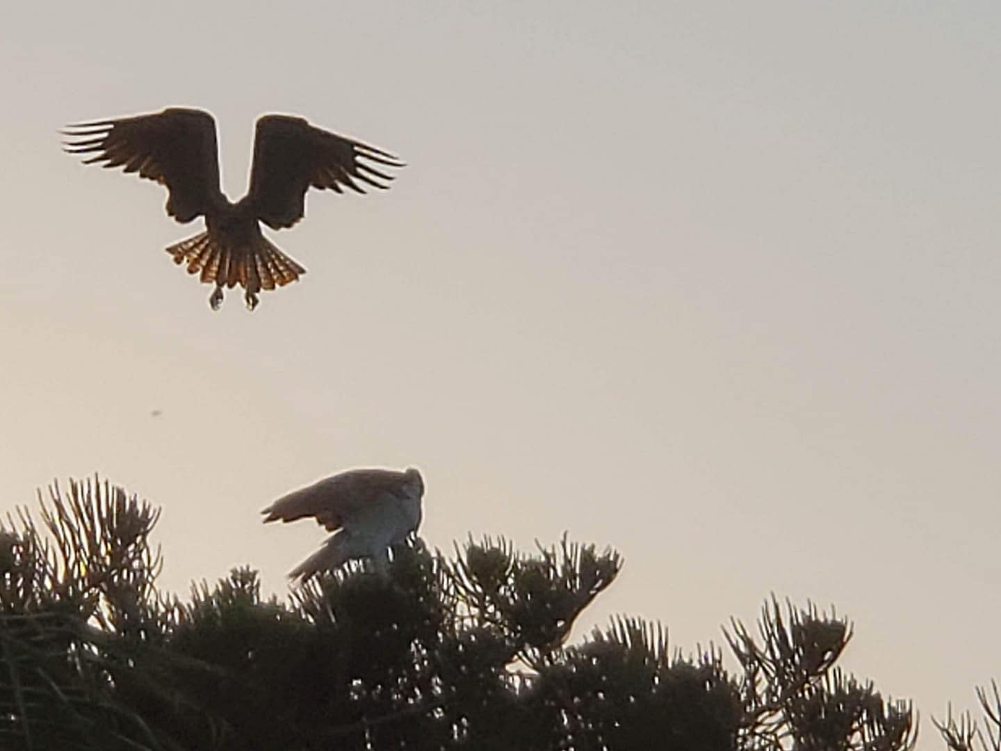 Ospreys-01 ospreys in silhouette
