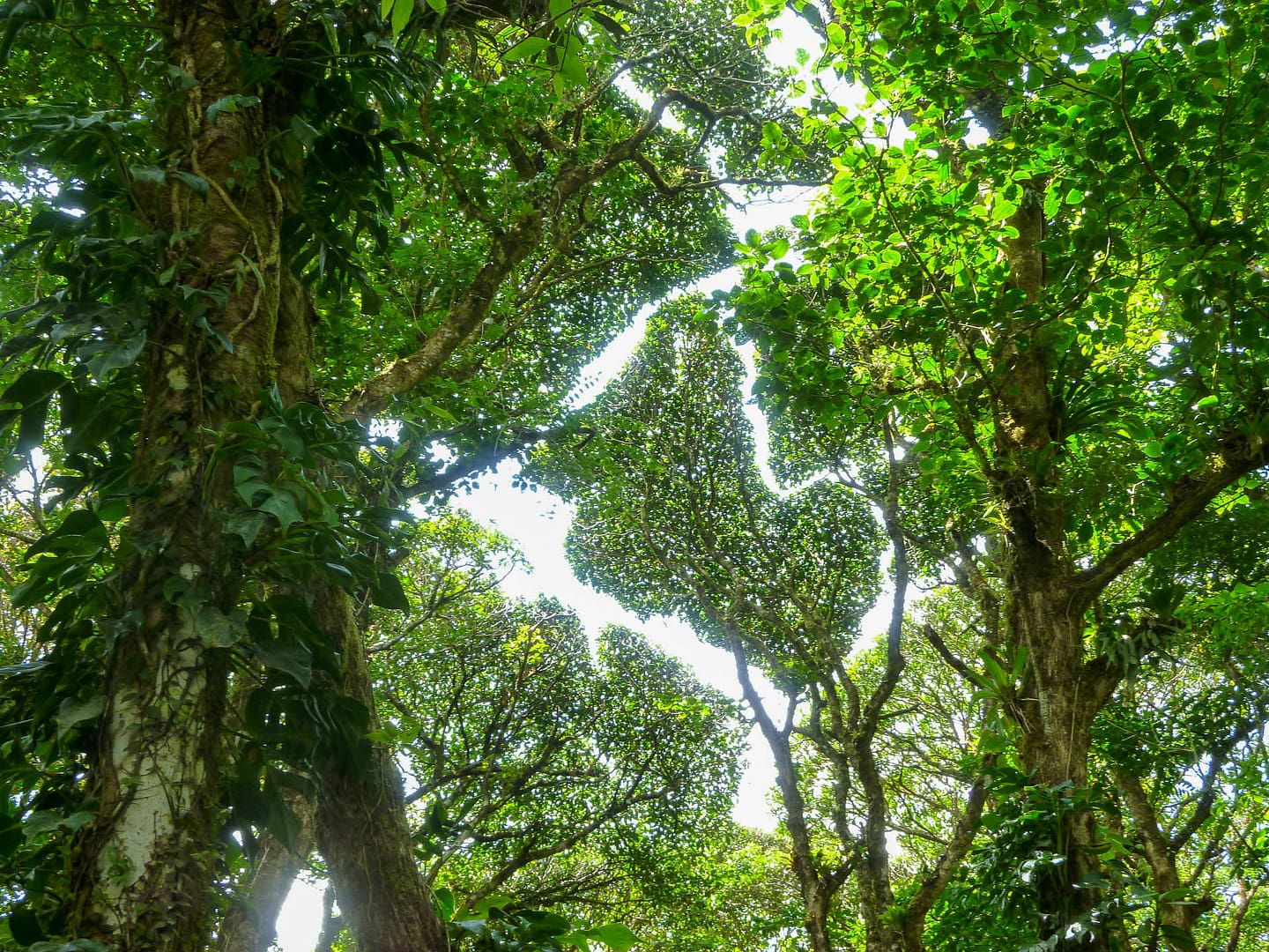 cloud forest tree tops