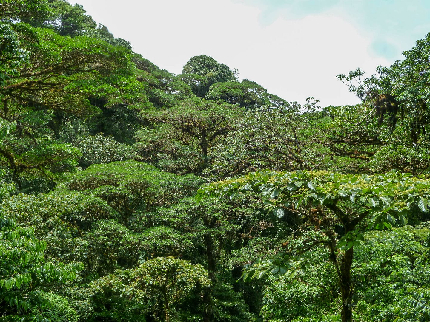 cloud forest