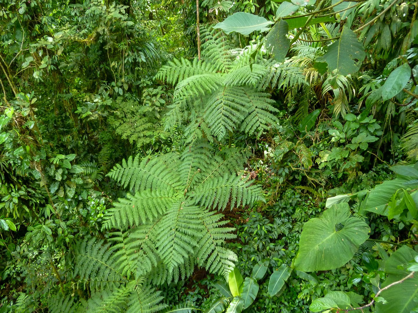 tree ferns