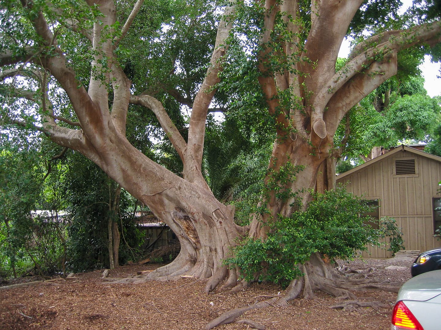 large tree