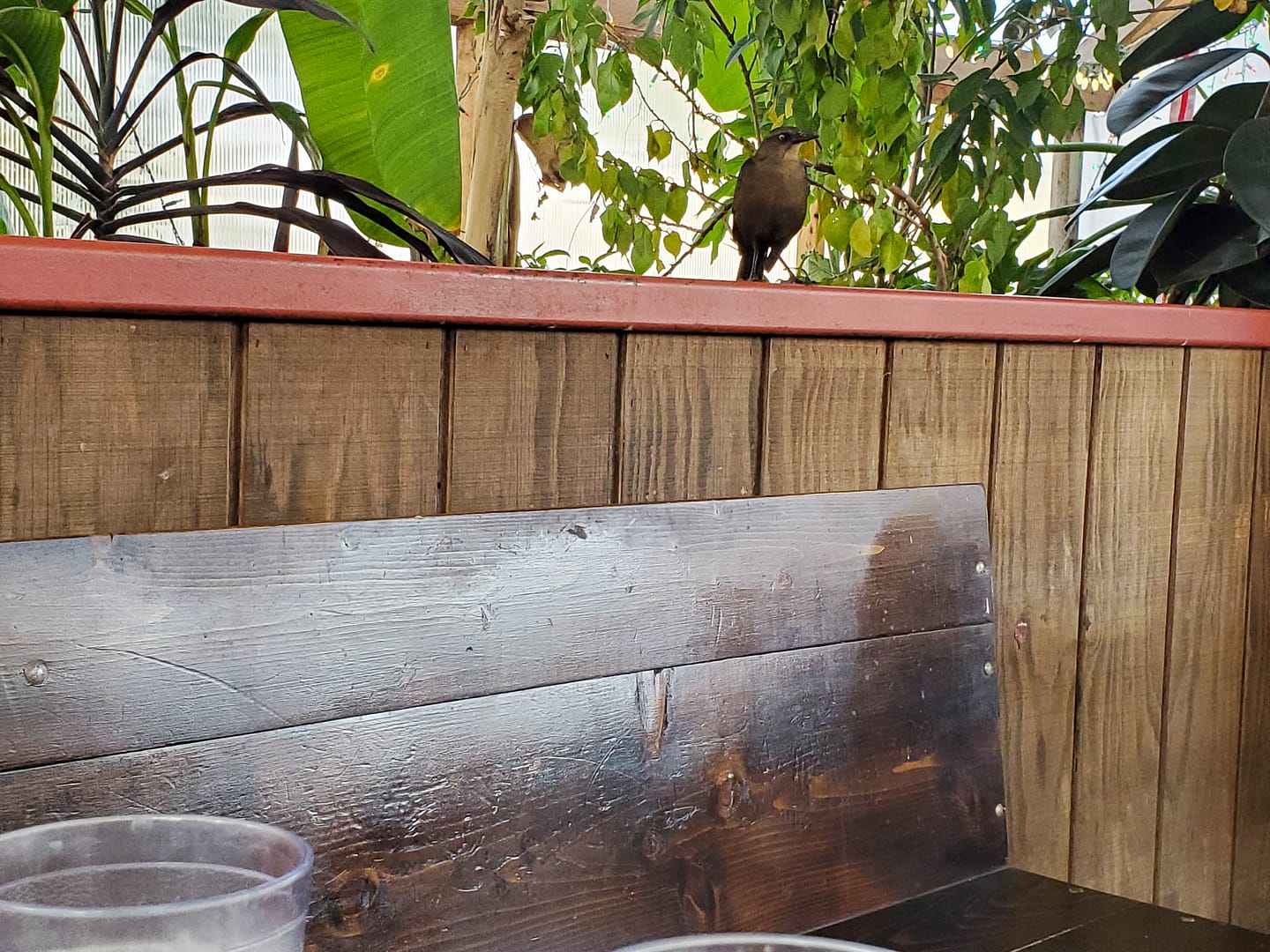 grackle at restaurant