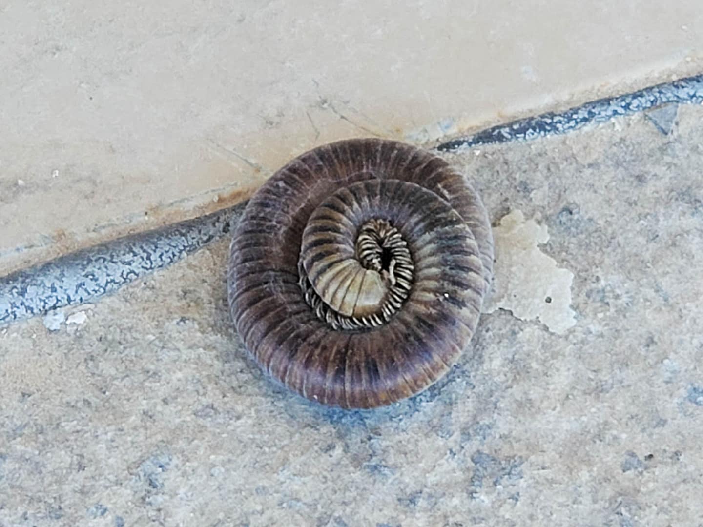 millipede