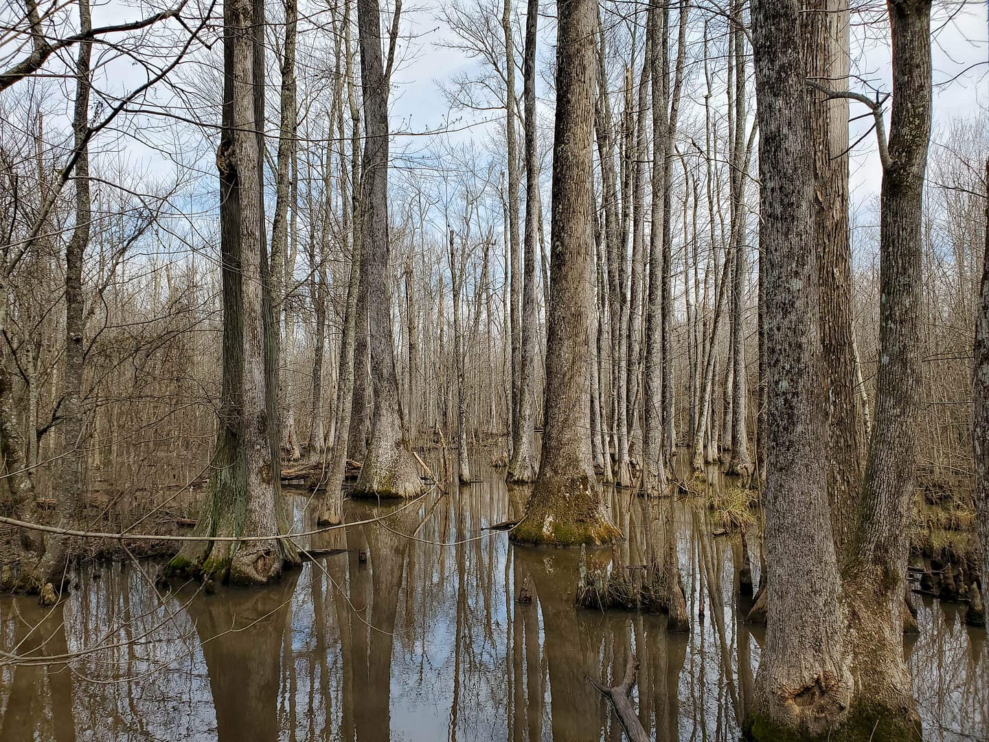 water tupelo