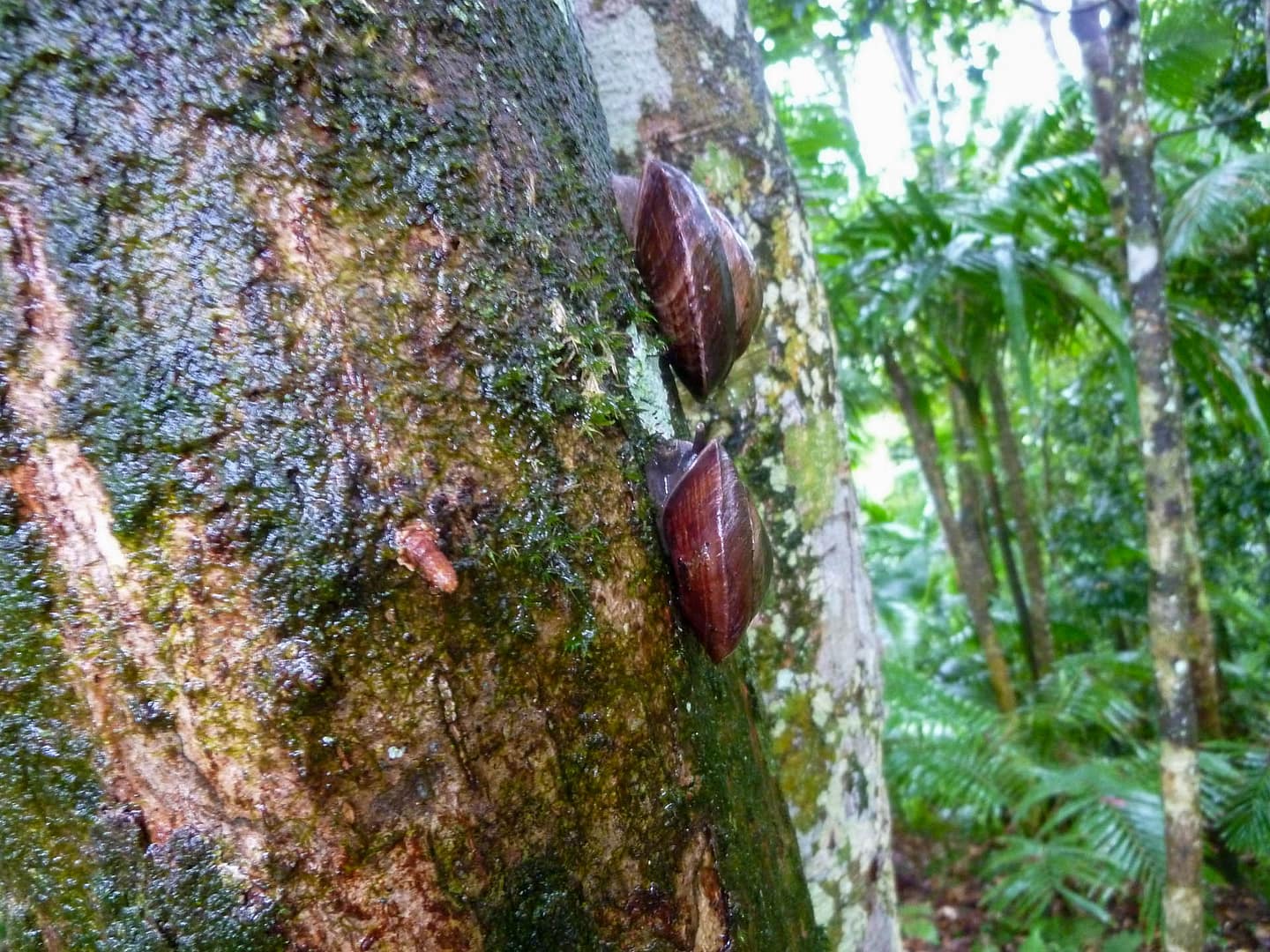 El Yunque - Puerto Rico 1streetover travel blog travel