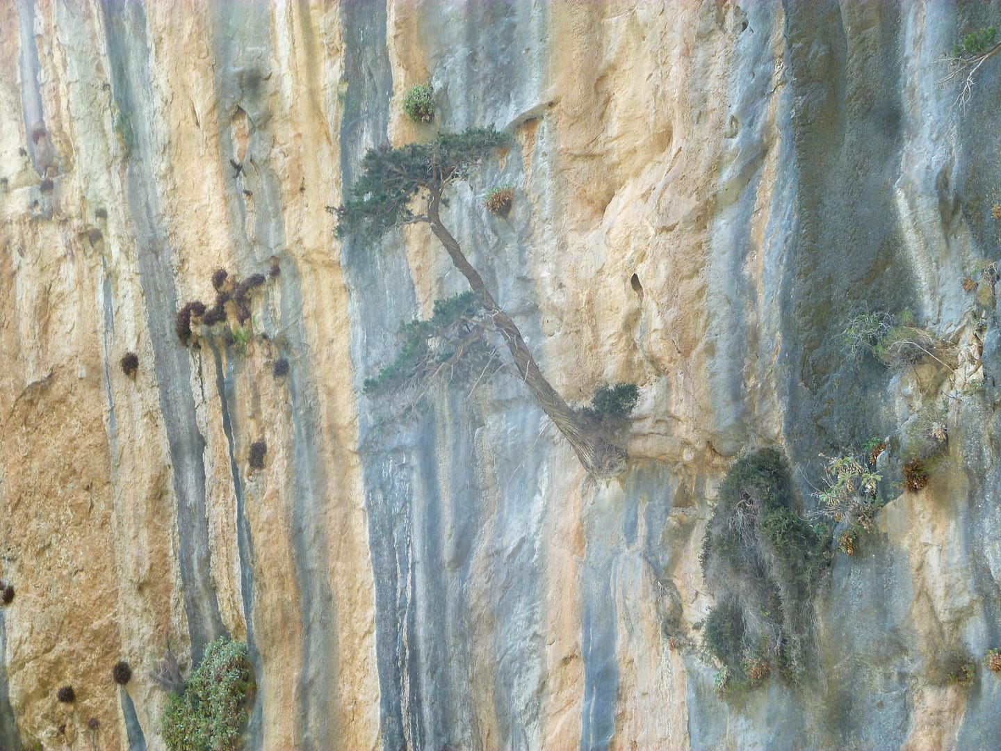 tree growing in cliff