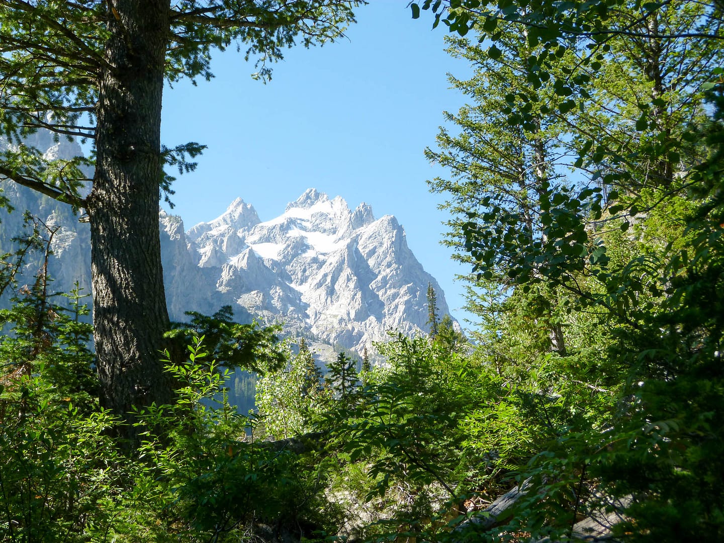 mountain through trees