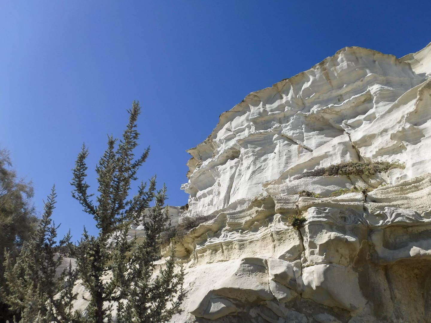 white cliff and tree