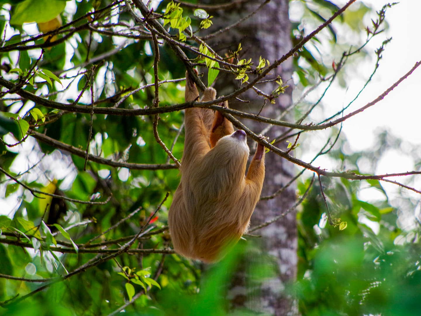 hanging sloth
