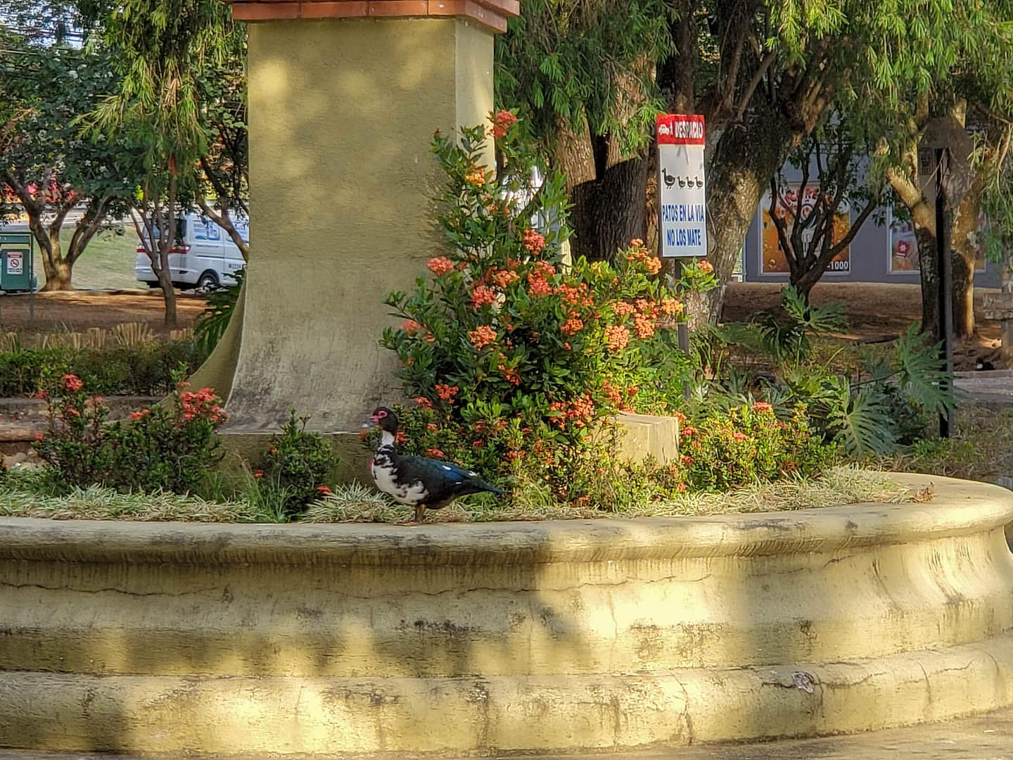 ducks